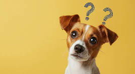 psd consultation